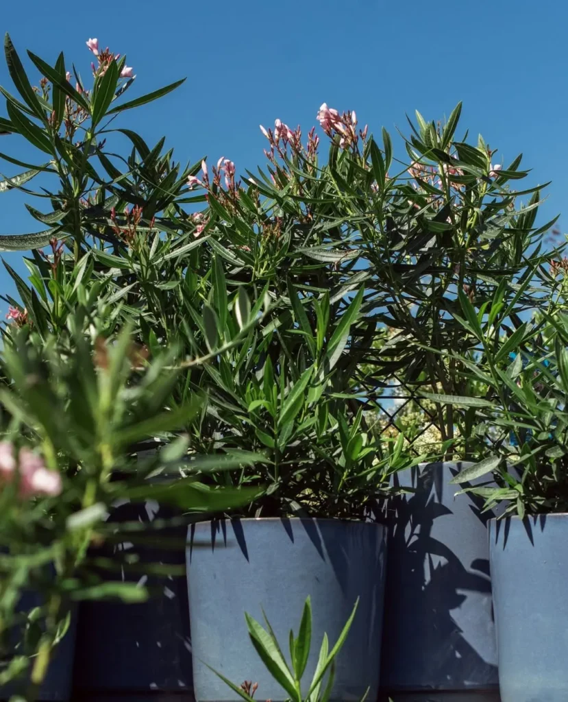 drought tolerant flower container mix