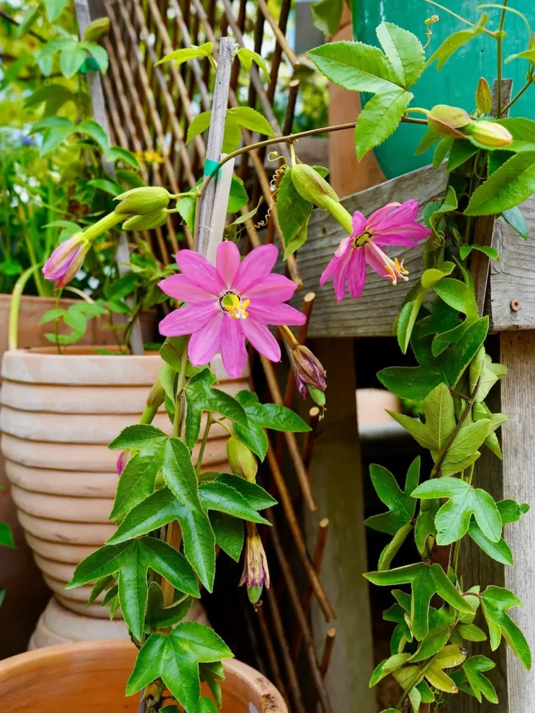edible flower pot set