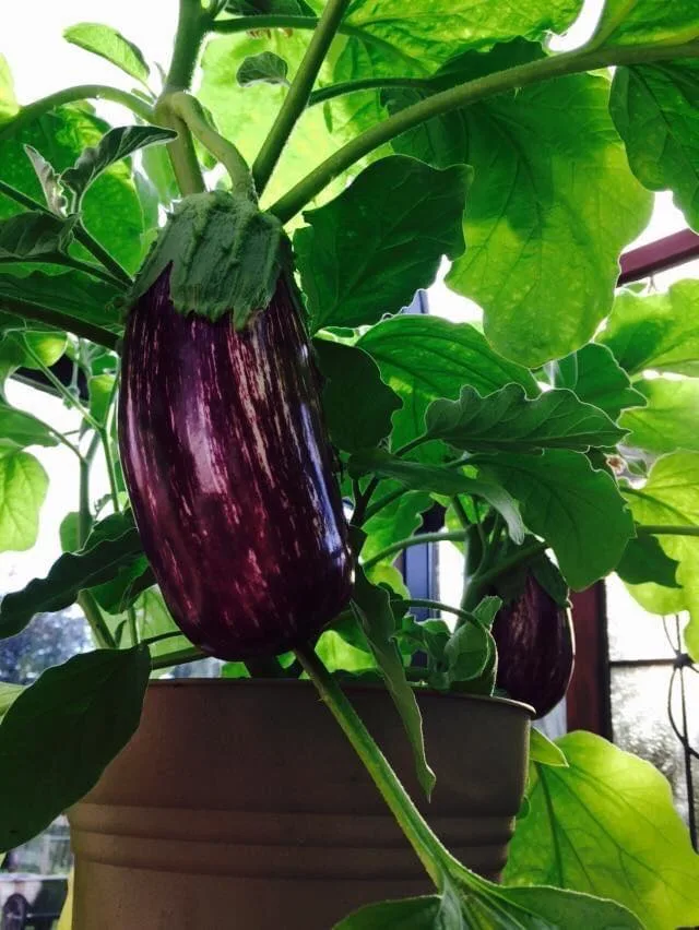 eggplant indoor veggie plants