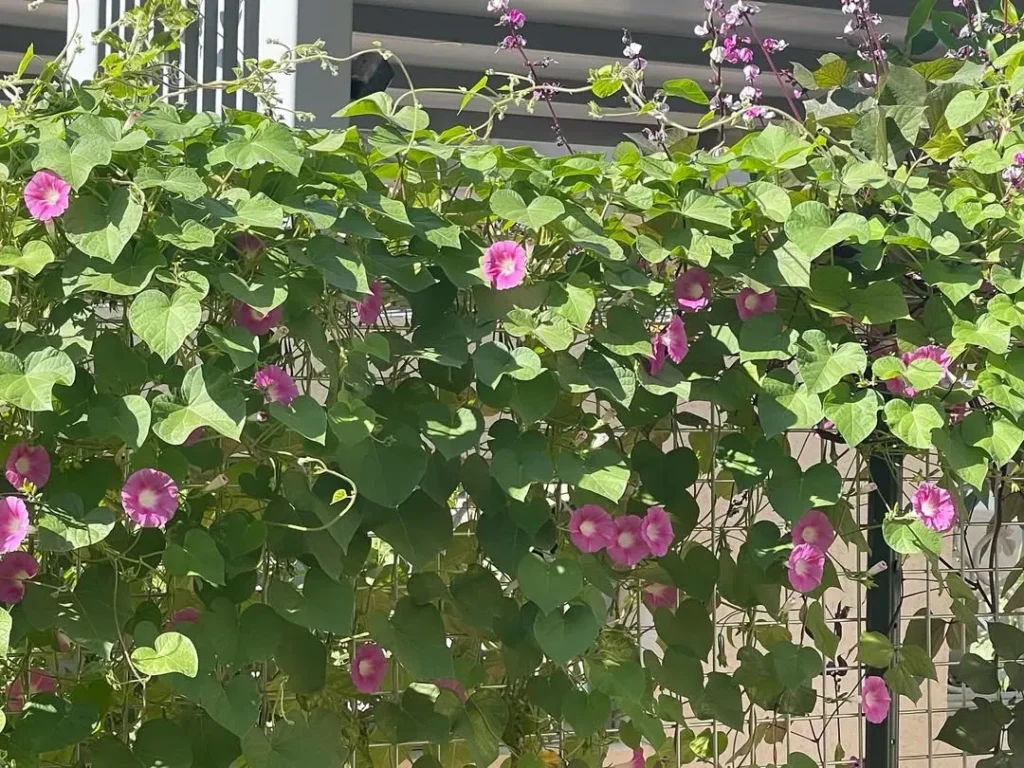 fence with morning glory plants