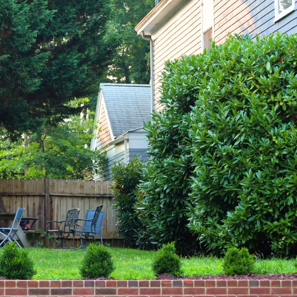 fence with skip laurel plants