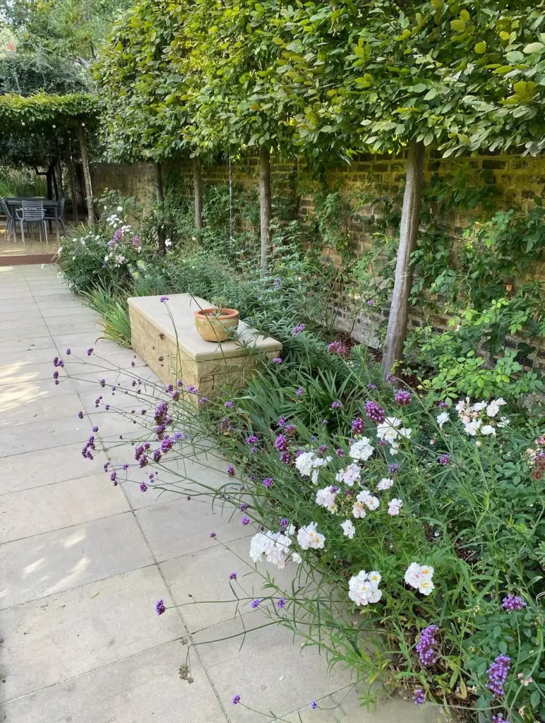 fence with verbena bonariensis plants
