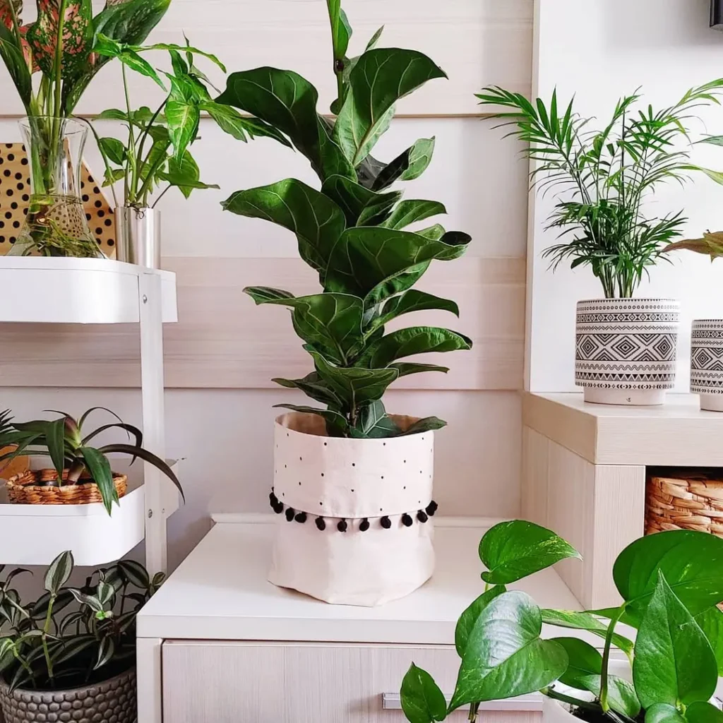 ficuslyrata indoor garden