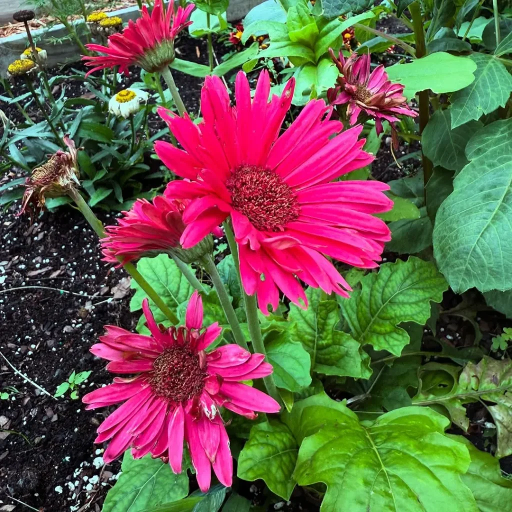 fragrance flower garden