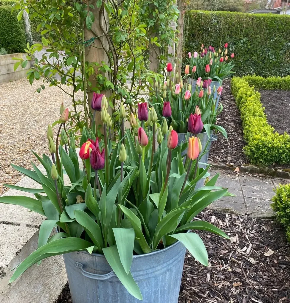 galvanized bucket blooms garden