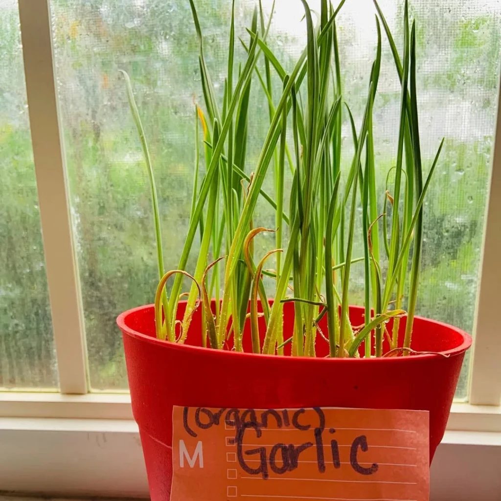 garlic indoor veggie plants