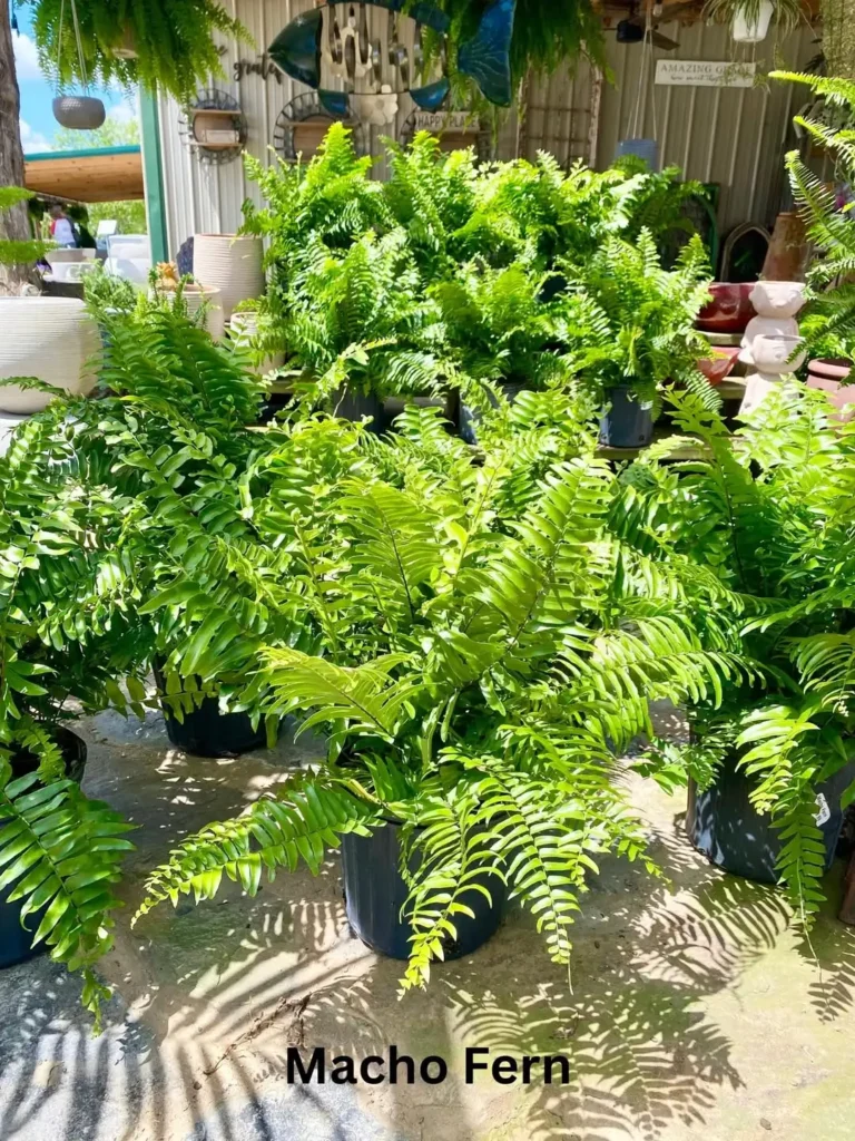 giant macho fern