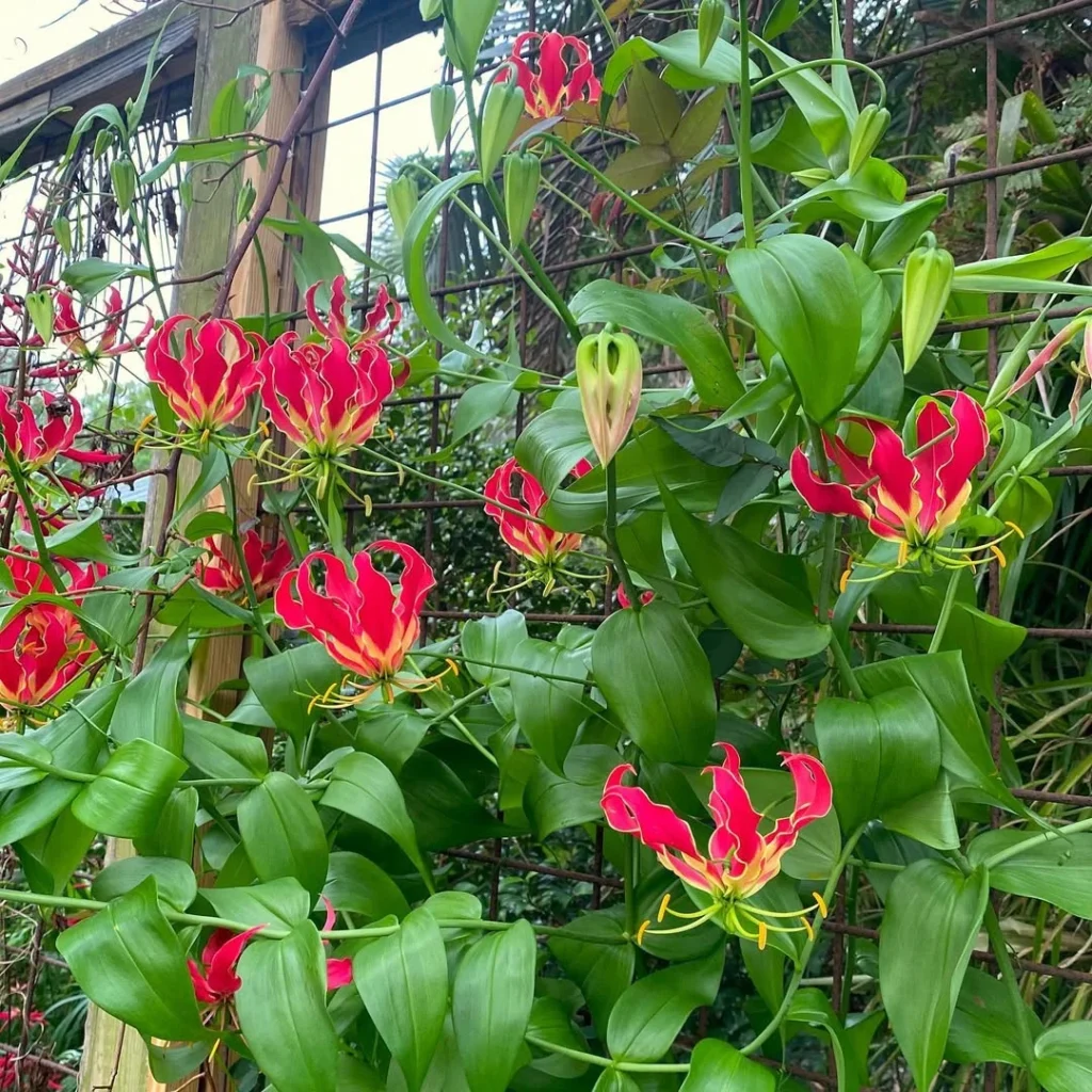 gloriosa plants with fence