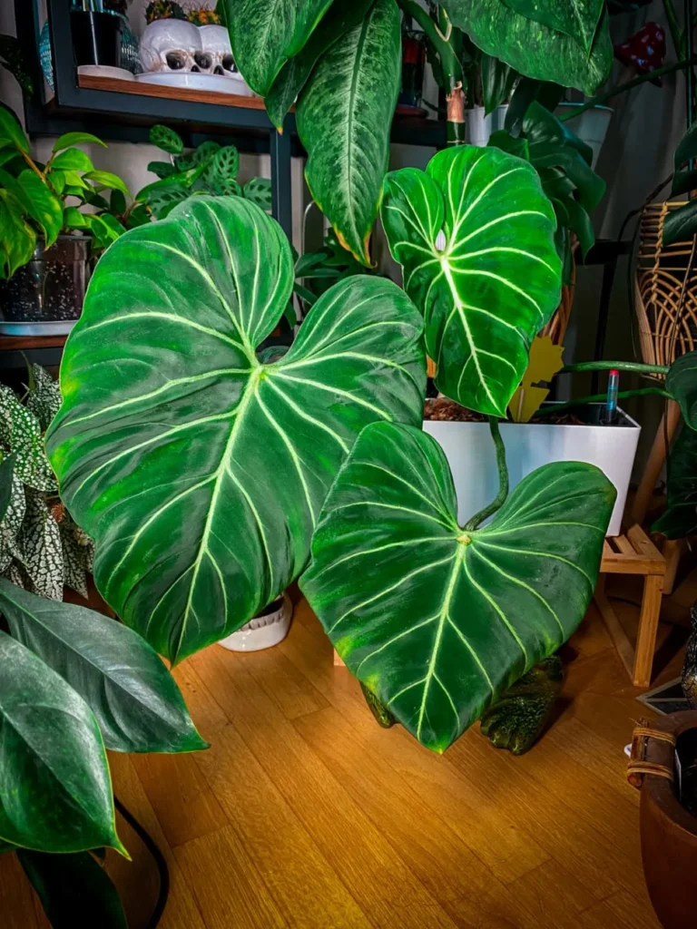 gloriosum is huge indoor garden