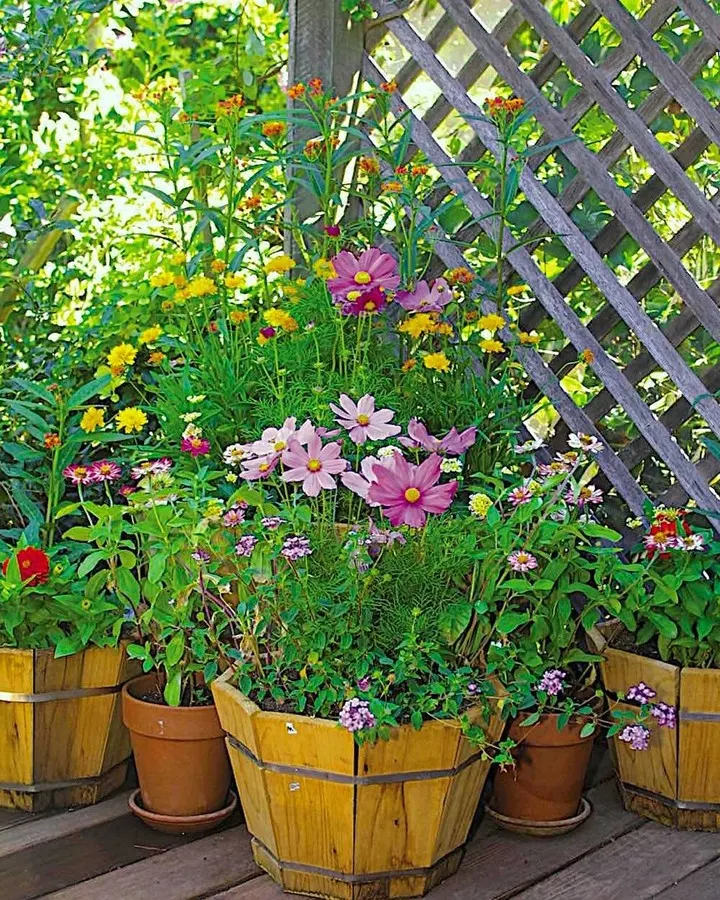 grouped container garden design