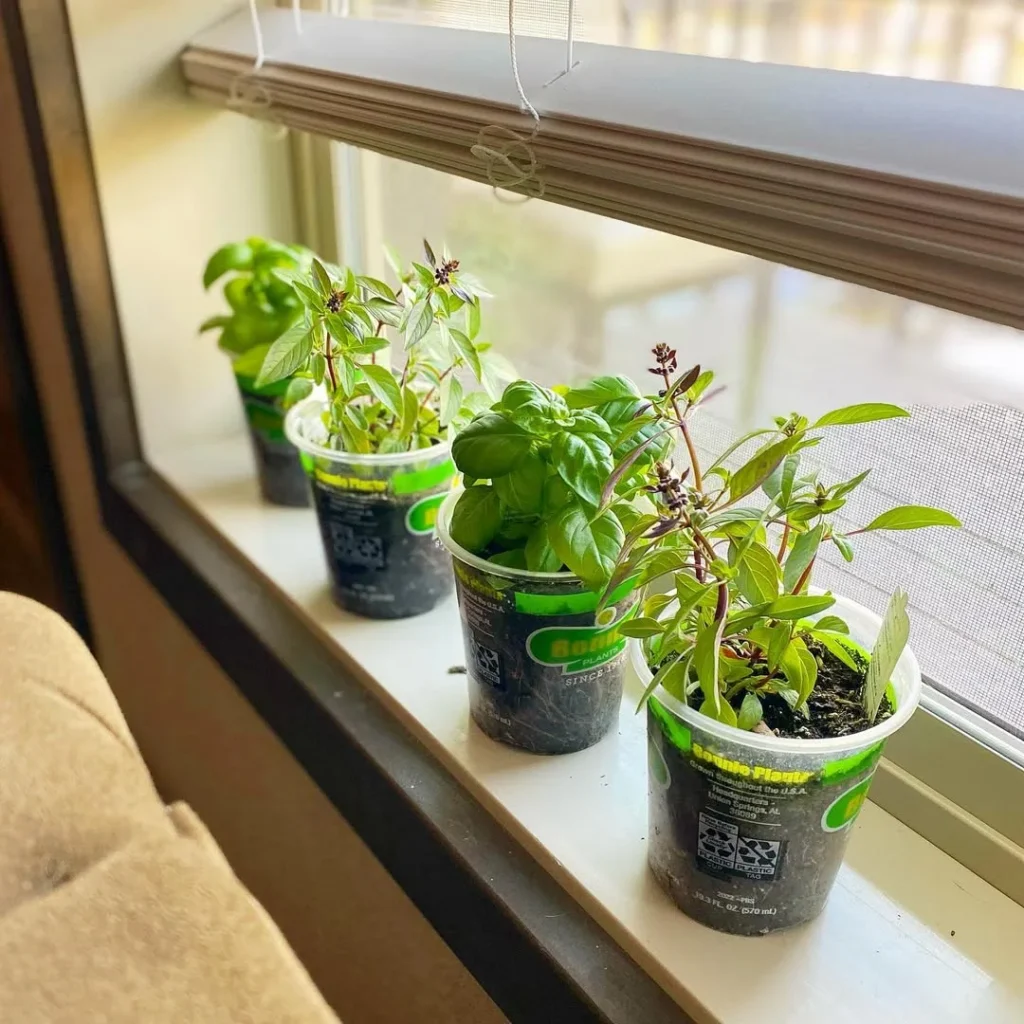 grow windowsill herb garden ideas