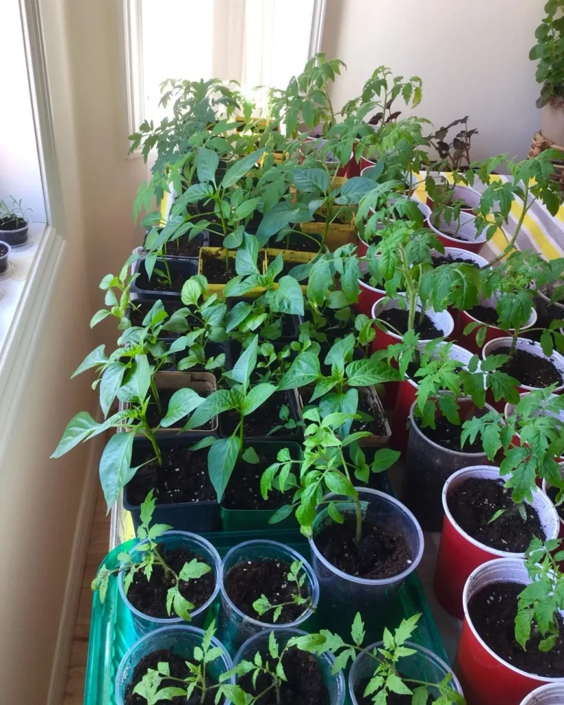 growing vegetable indoor garden