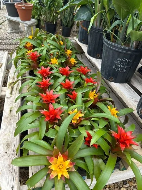 guzmania bromeliad plants