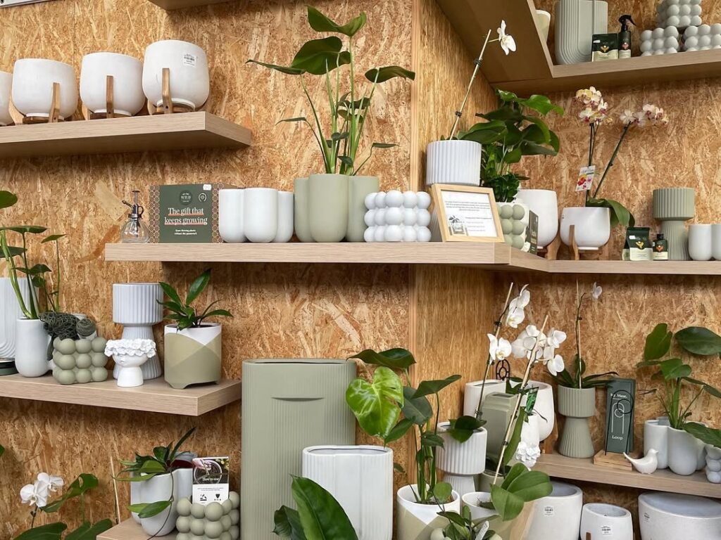 house indoor plants rock