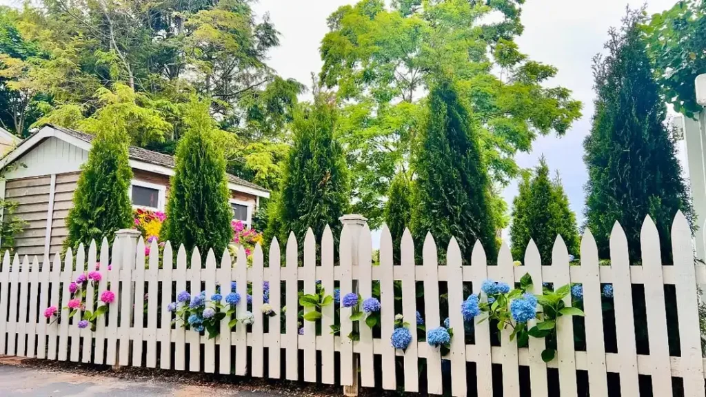 hydrangeas fence plants