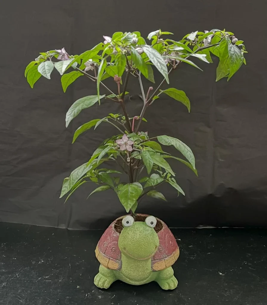 indoor blue chilli pepper growing plant