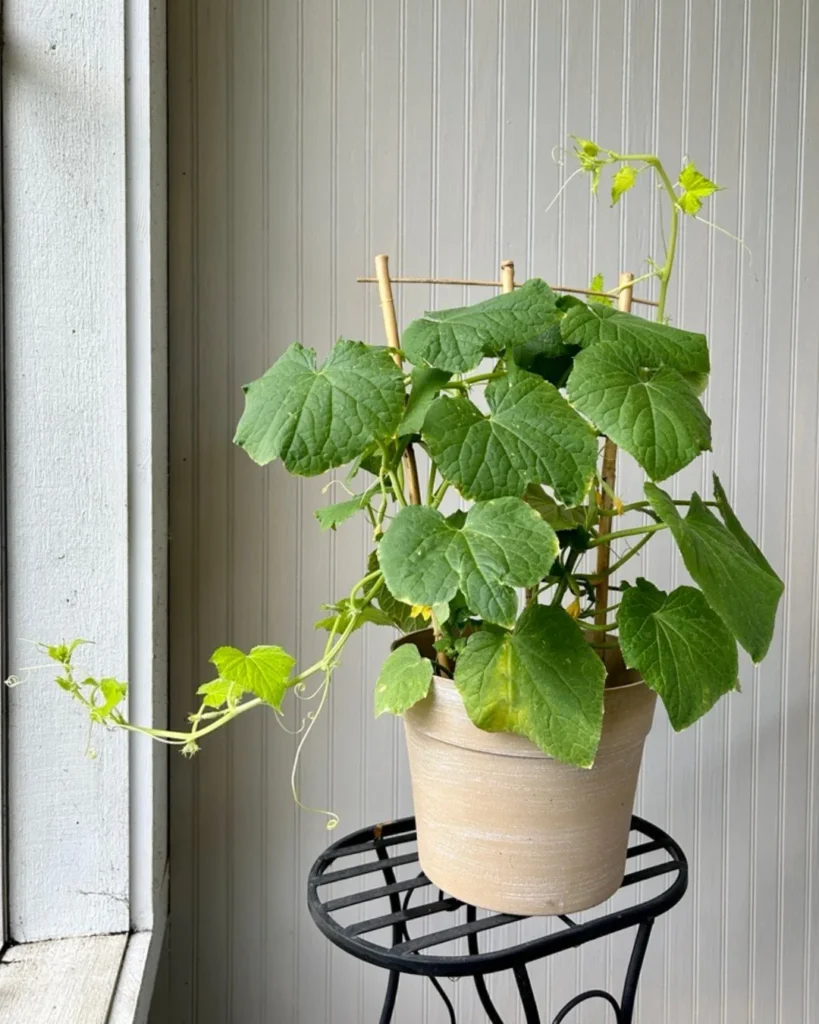 indoor cucumber vegetable garden