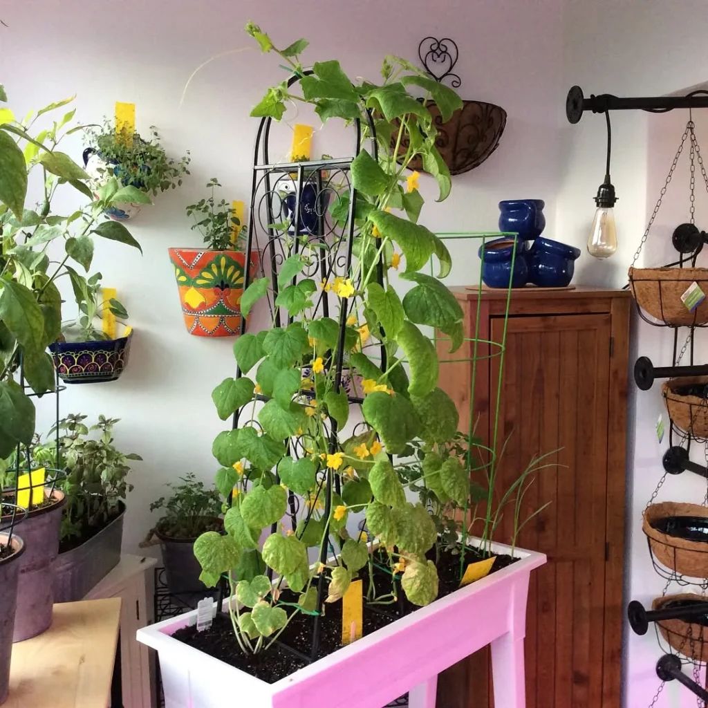 indoor garden in box