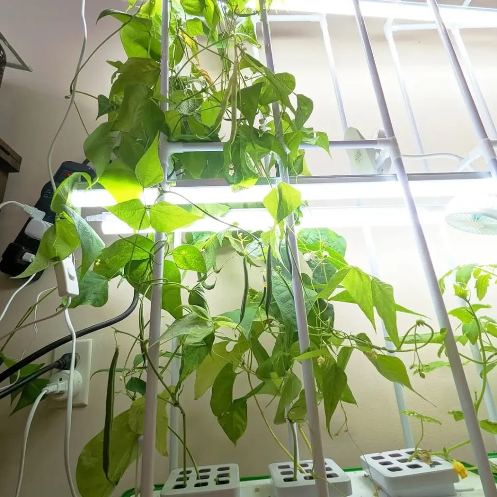 indoor hydroponics beans garden (1)