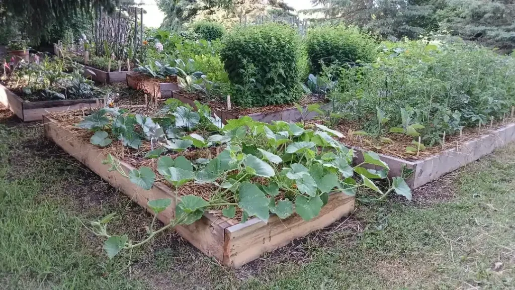 interplanting with vegetable garden (1)