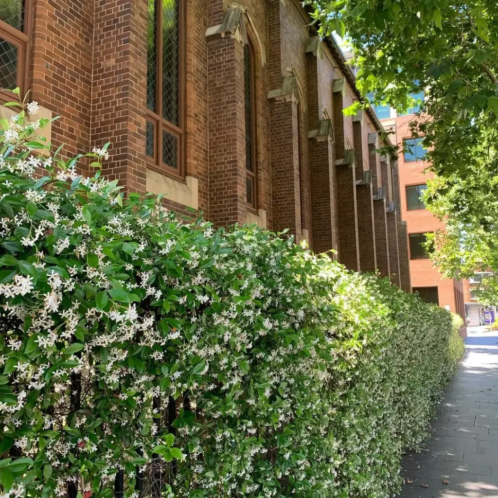 jasmine fence plants