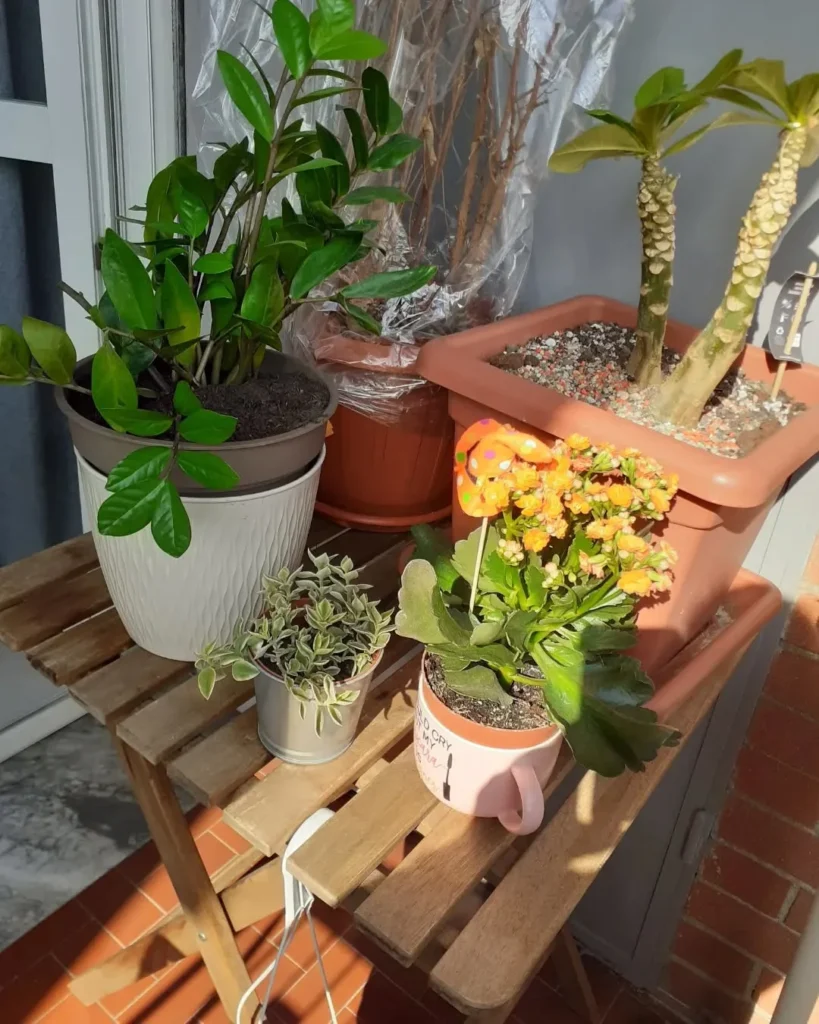 kalanchoe blossfeldiana plant