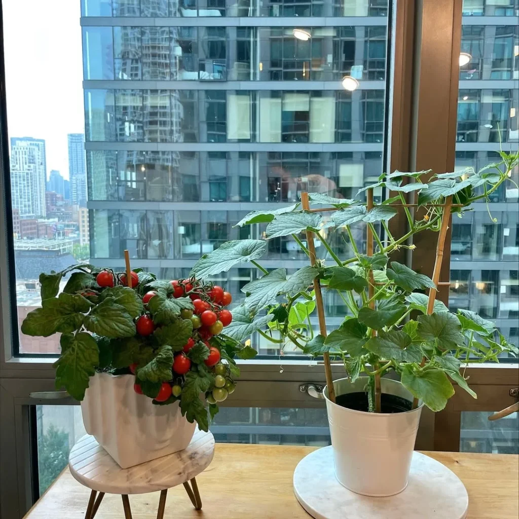 kitchen minis veggies