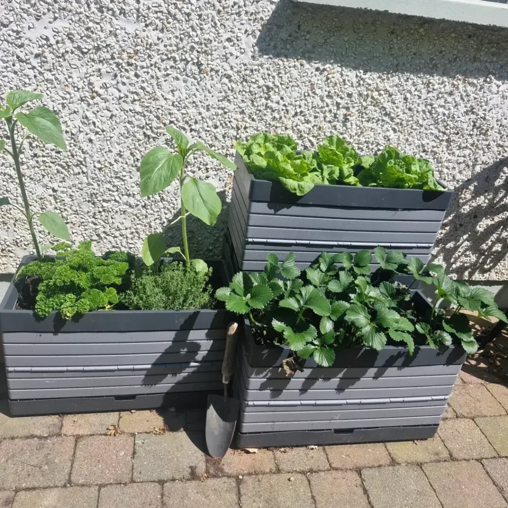 ladder vegetable garden (1)