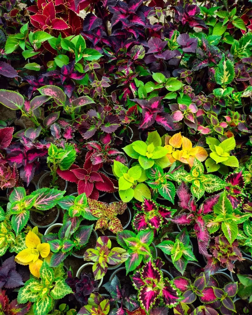 lamiaceae coleus plant