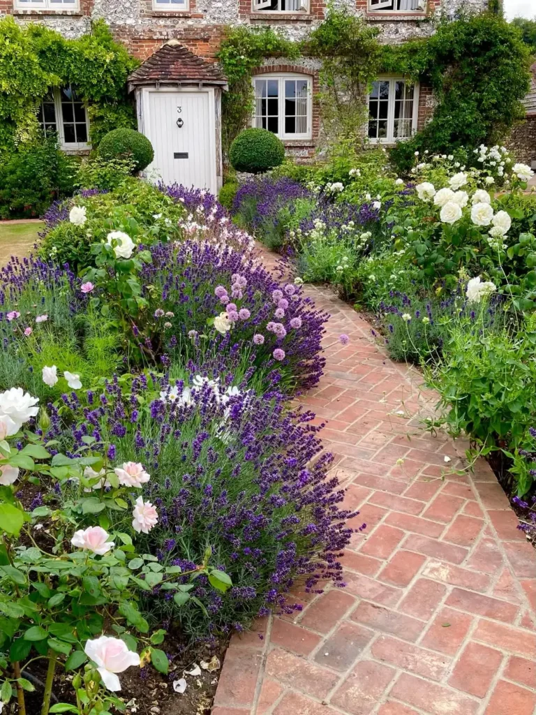 lavandula front wall garden