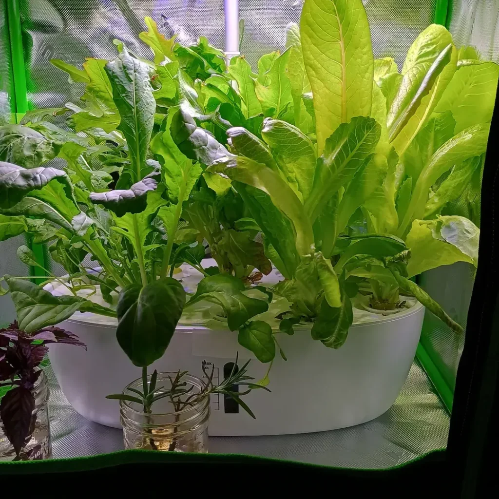 lettuce indoor veggie plants (1)