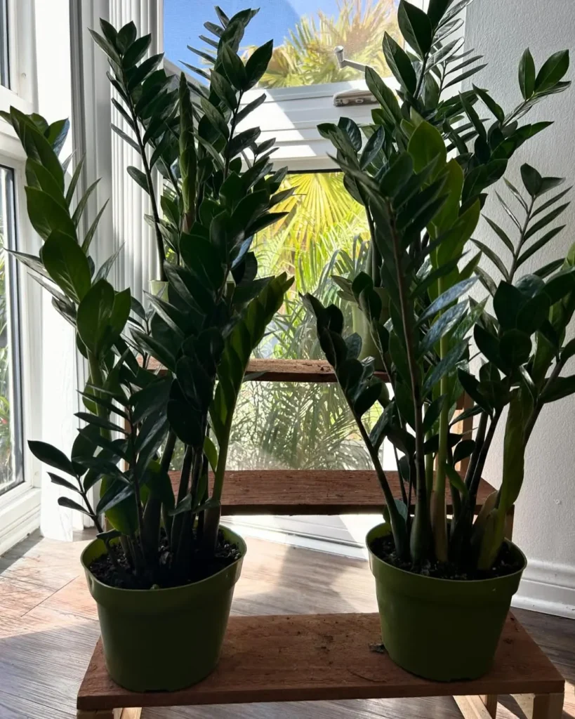 low light corner indoor garden