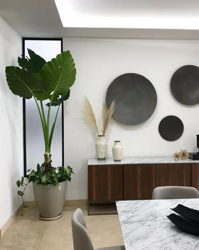 macetas en interiores indoor plants