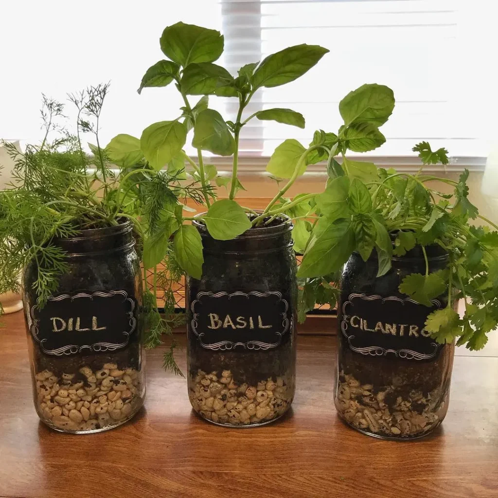 mason jar herb garden