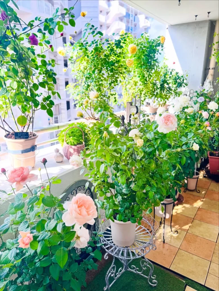 mini rose pot collection (1)