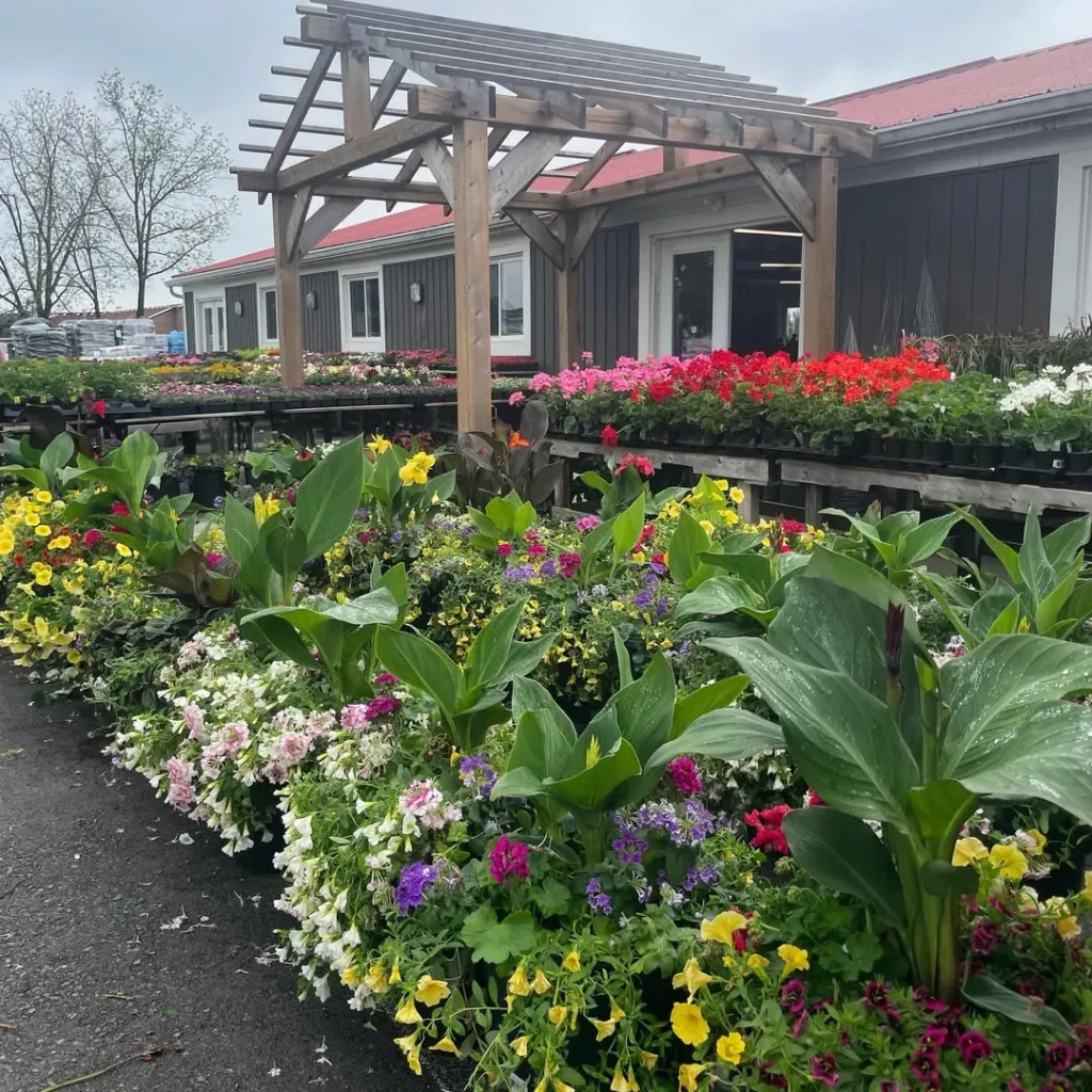 mixed flower pot garden design