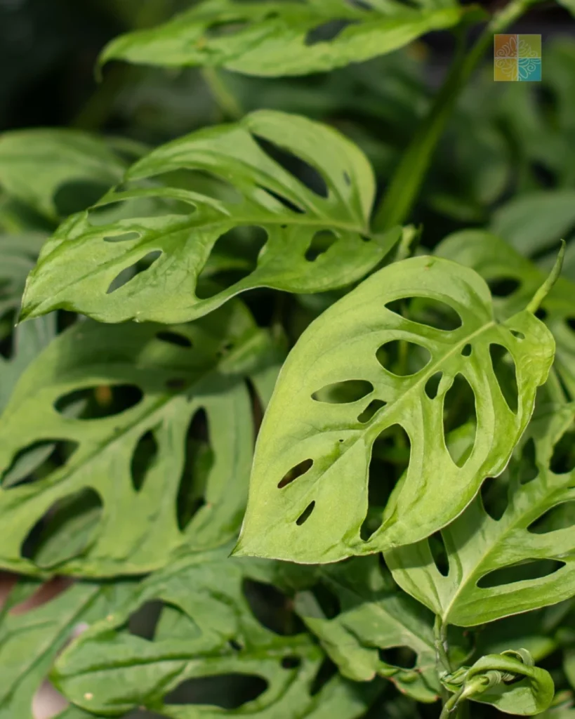 monstera adansonii plant