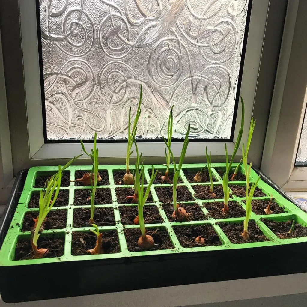 onions indoor veggie plants