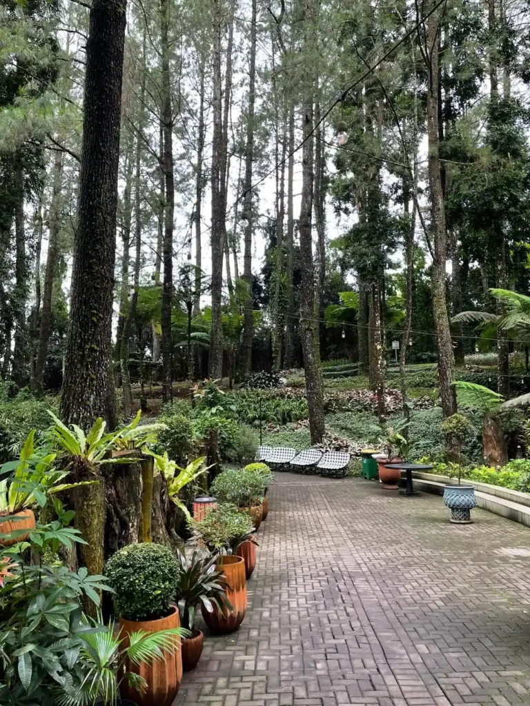 orchid forest outdoor plants