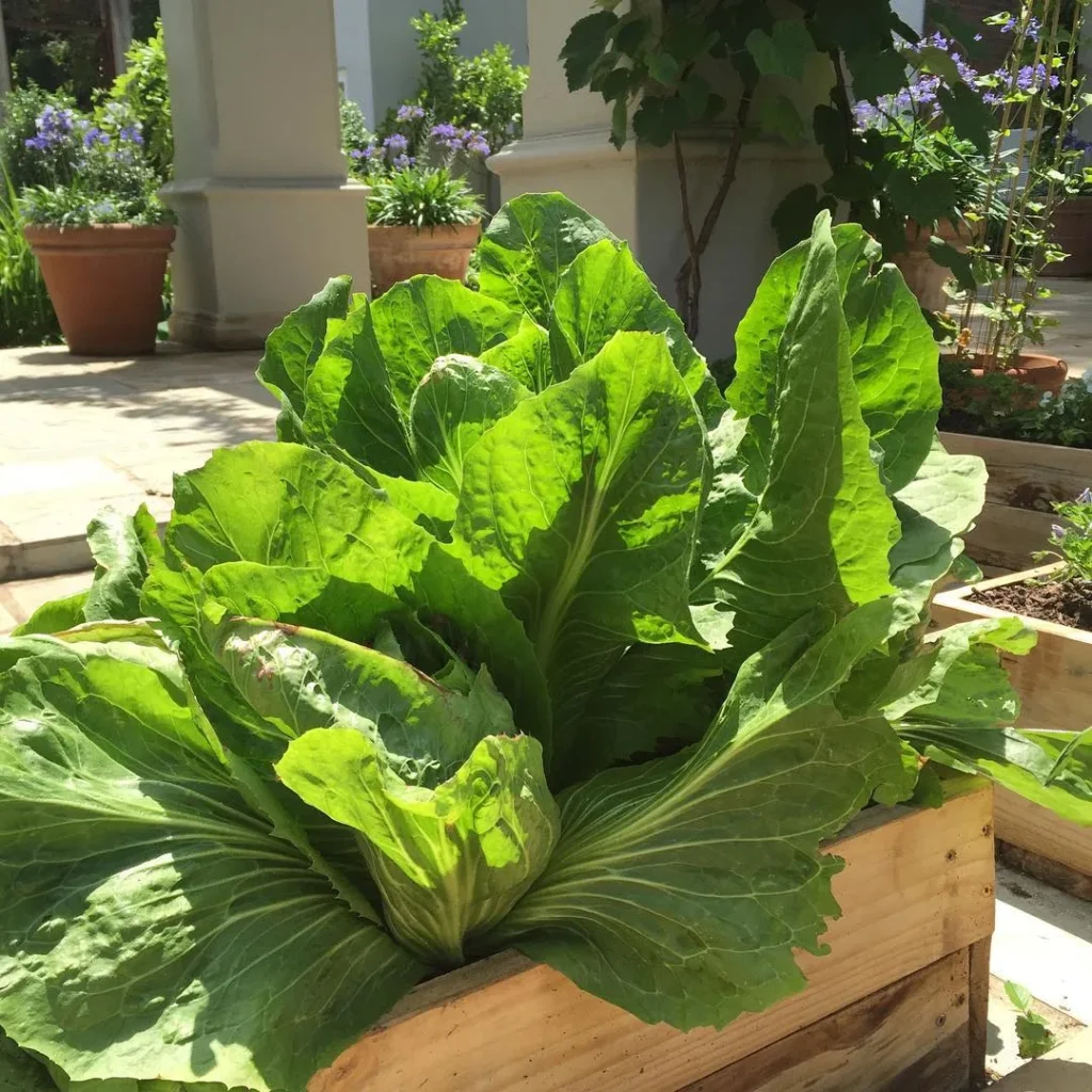 pallet box vegetables garden