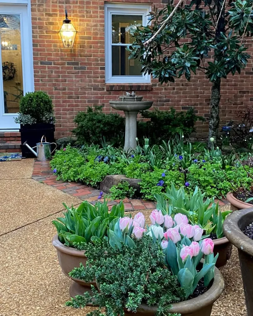 patio garden tulips in pots