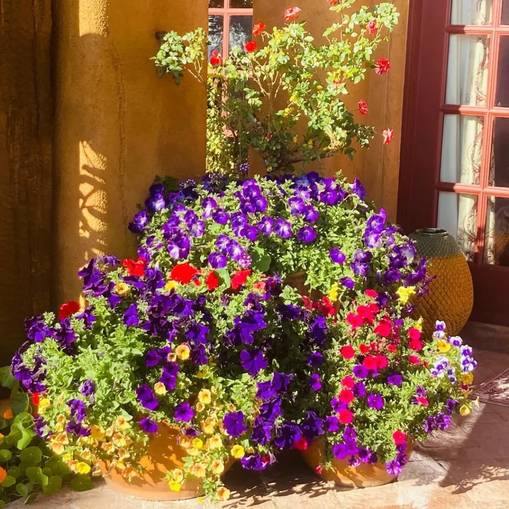 patio pot garden design