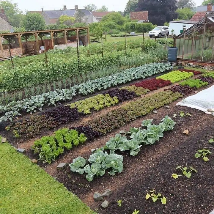 perfect vegetable garden