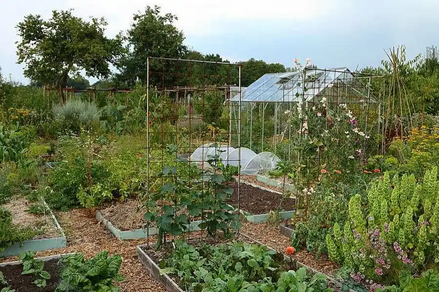 permaculture garden growth