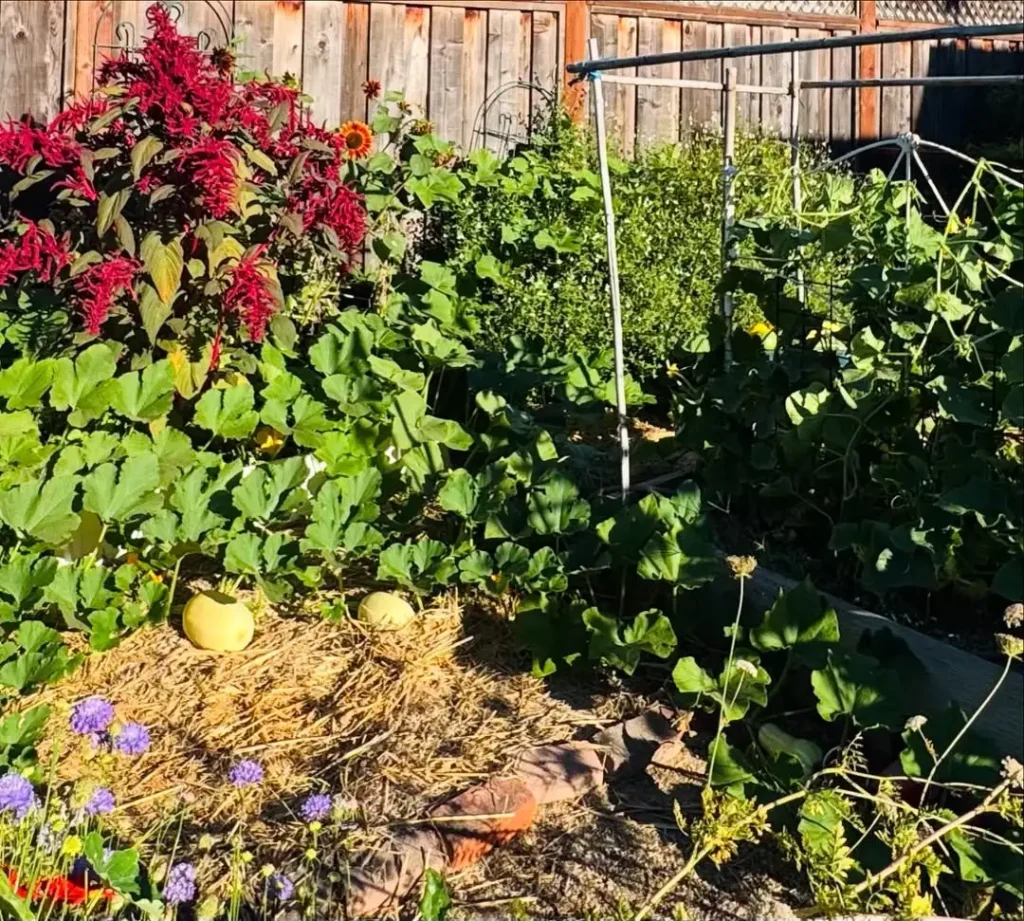 permaculture summer garden