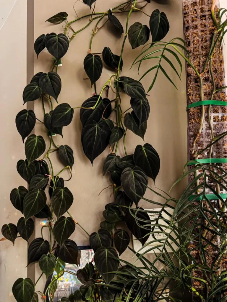 philodendron indoor garden
