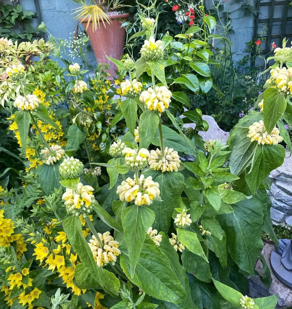 phlomis russeliana plant outdoor