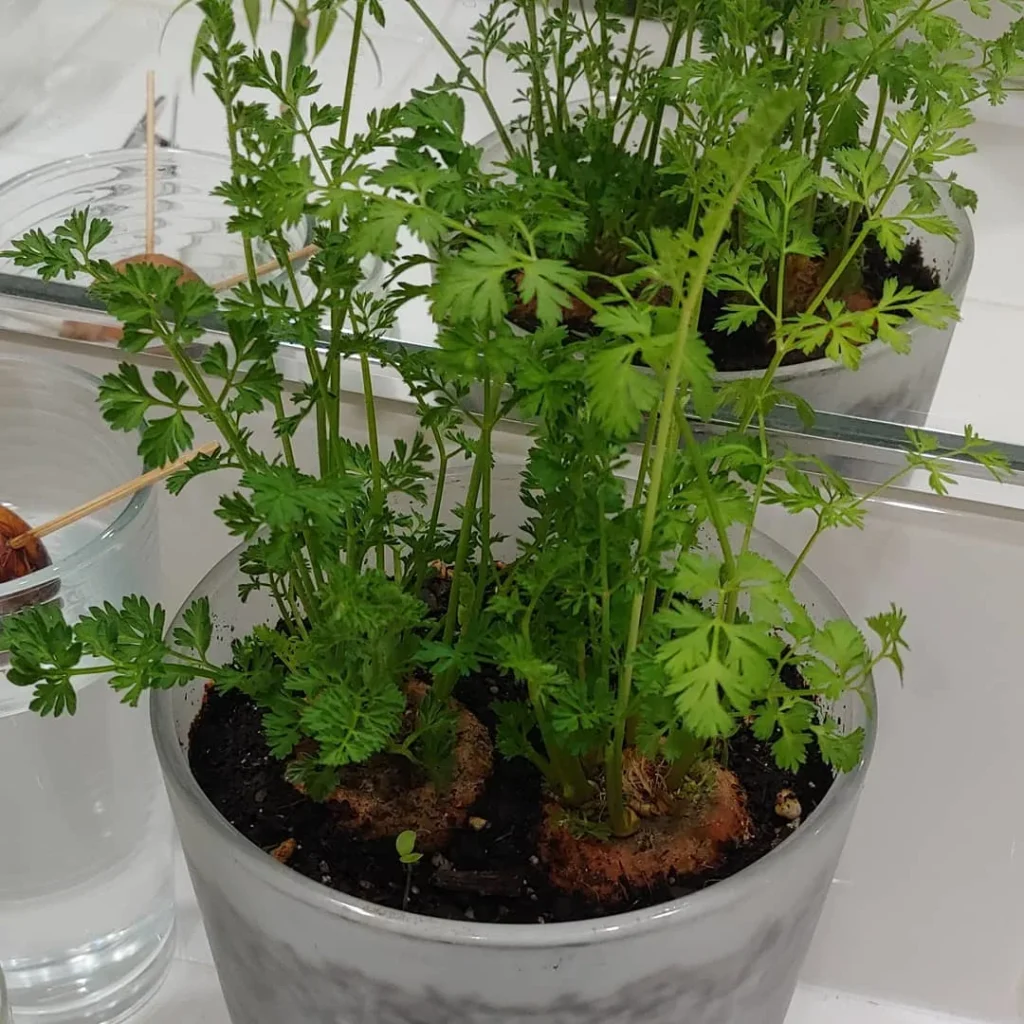 potted carrot indoor garden