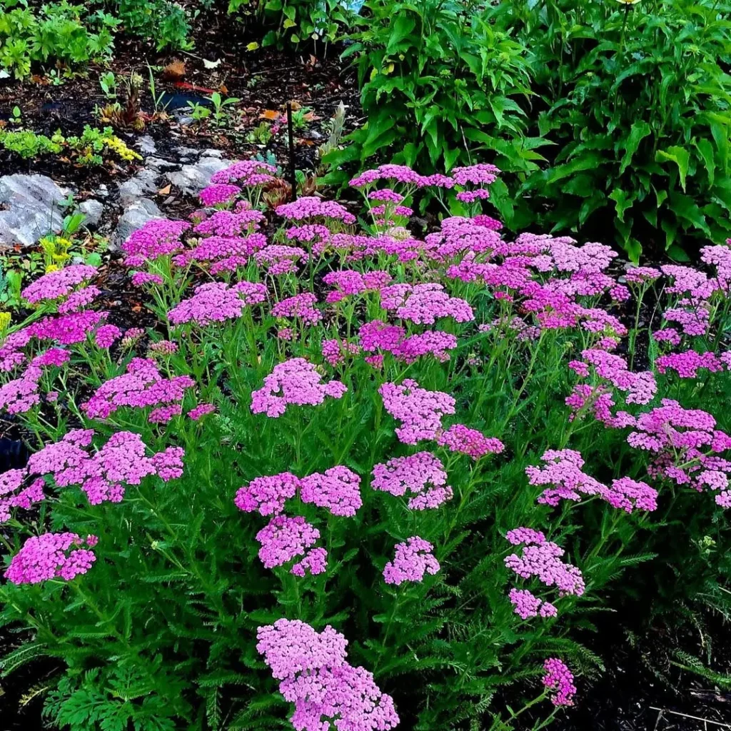 pretty belinda garden