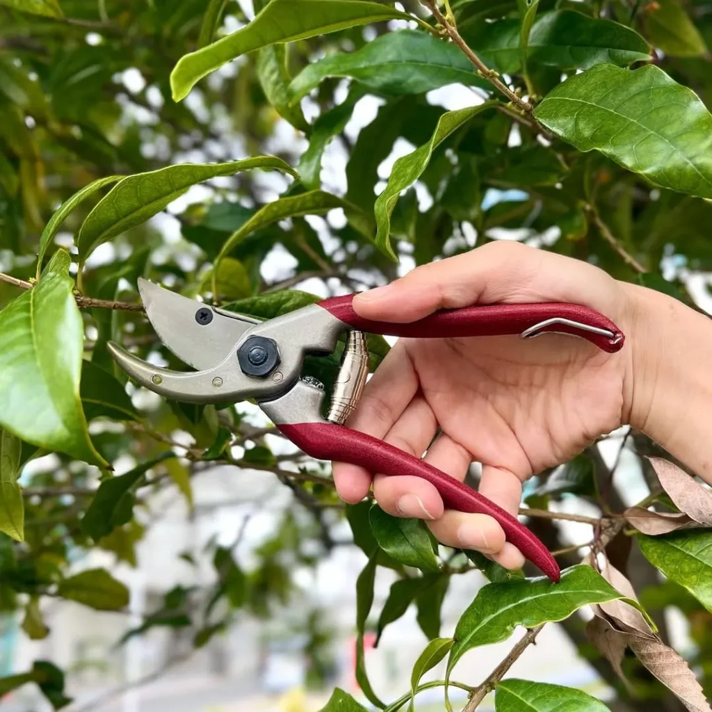 pruning shears